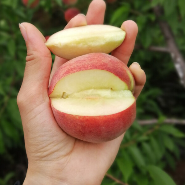 露天水蜜桃 四川简阳水蜜桃龙泉水蜜桃桃子脆桃【5月中旬发货】