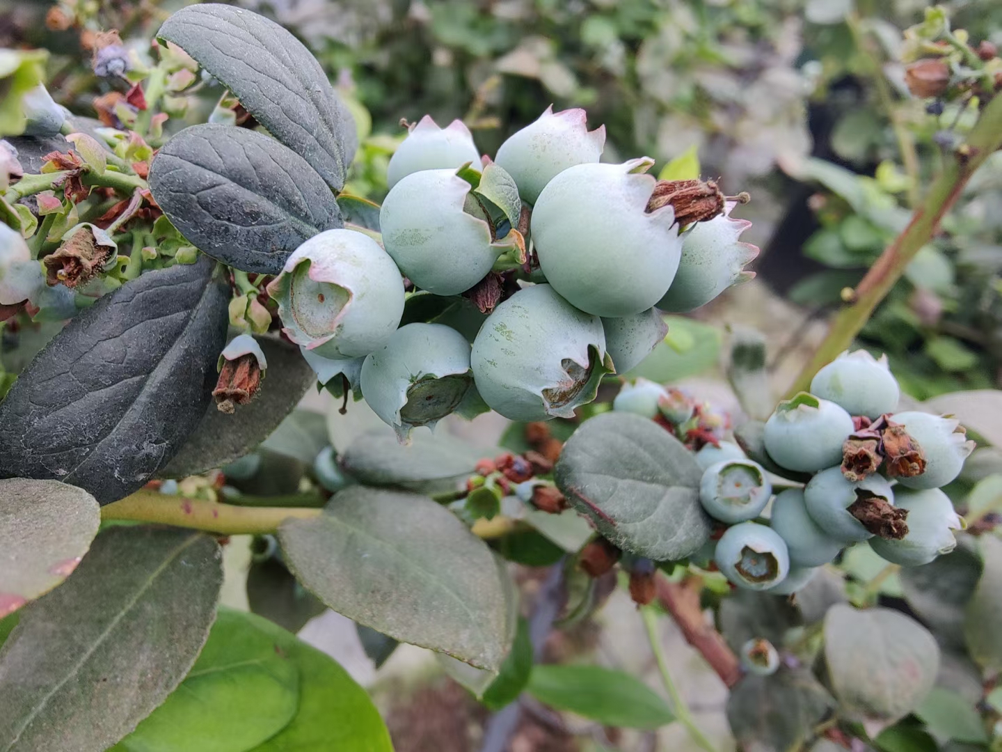 草莓盆栽  蓝莓盆栽 蓝莓苗蓝莓树苗盆栽地栽带土南方北方种植当年结果薄雾