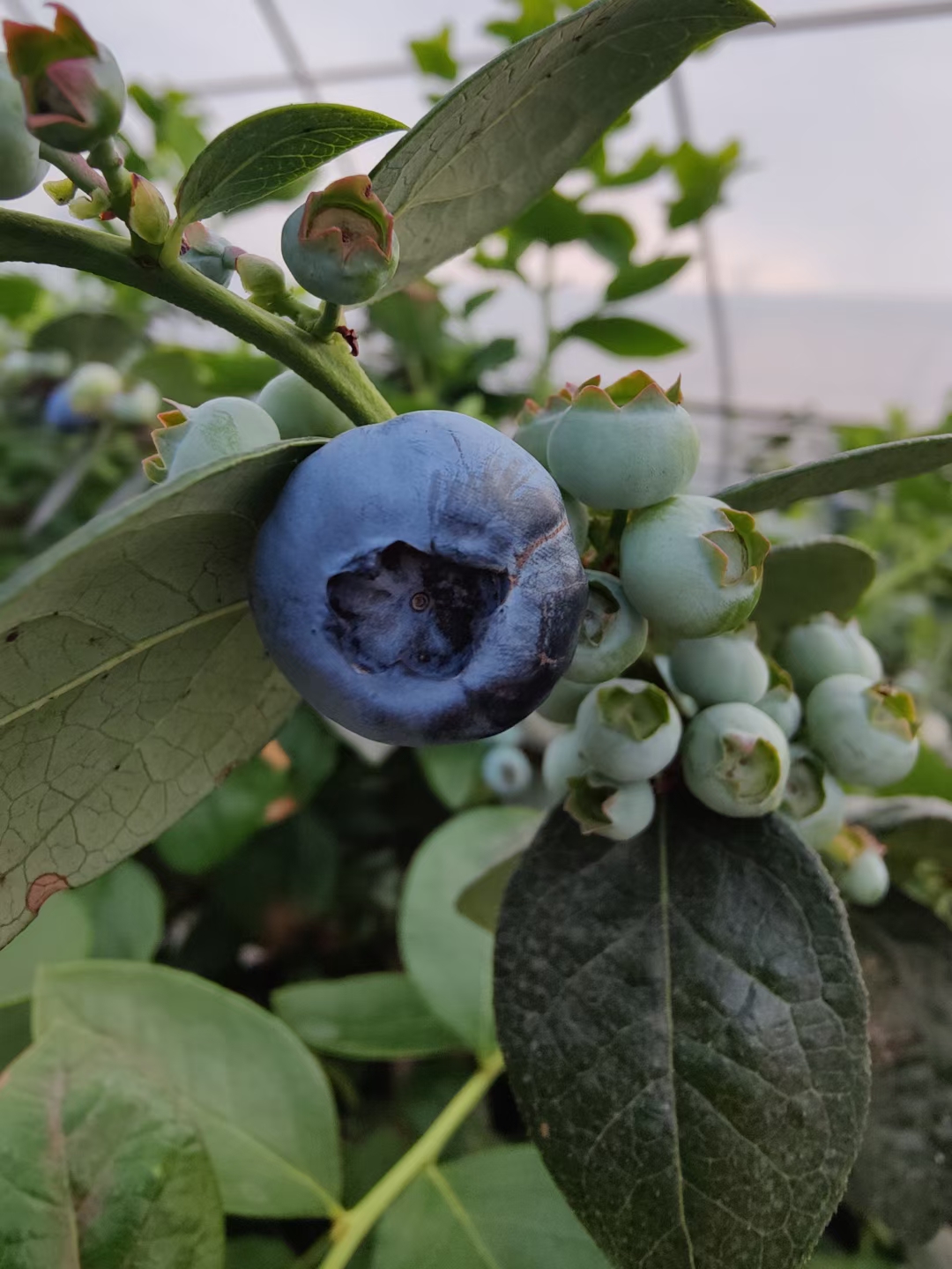 草莓盆栽  蓝莓盆栽 蓝莓苗蓝莓树苗盆栽地栽带土南方北方种植当年结果薄雾