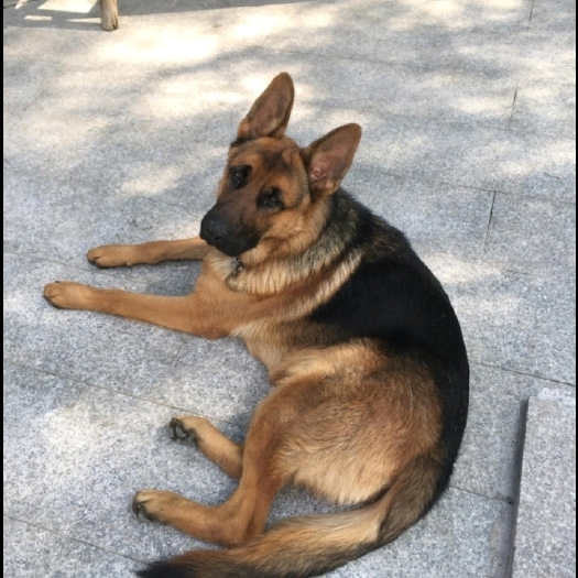 长沙狼狗  狗 名犬名狗土狗