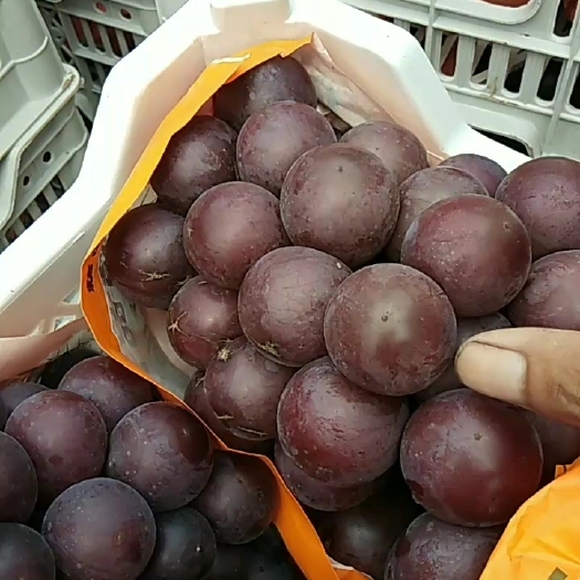 邯郸乒乓球葡萄 乒乓球，藤稔大量预定中
