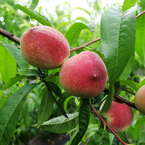 露天水蜜桃 四川简阳水蜜桃龙泉水蜜桃桃子脆桃【5月中旬发货】