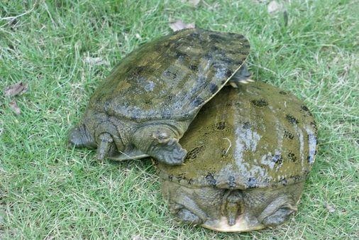 衢州清溪花鳖 甲鱼