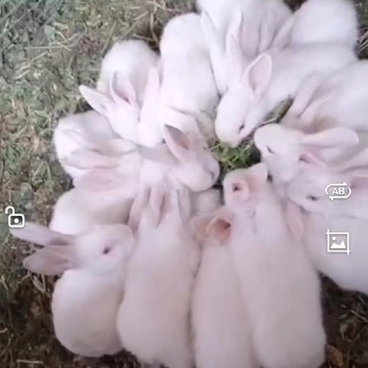 潍坊 潍坊卖小白兔