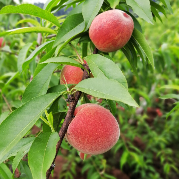 露天水蜜桃 四川简阳水蜜桃龙泉水蜜桃桃子脆桃【5月中旬发货】