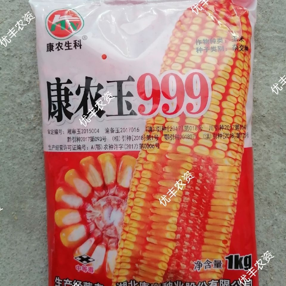 华容县甜玉米种子 康农玉999株型半紧凑 半马齿型 红心 籽粒黄色 棒子大