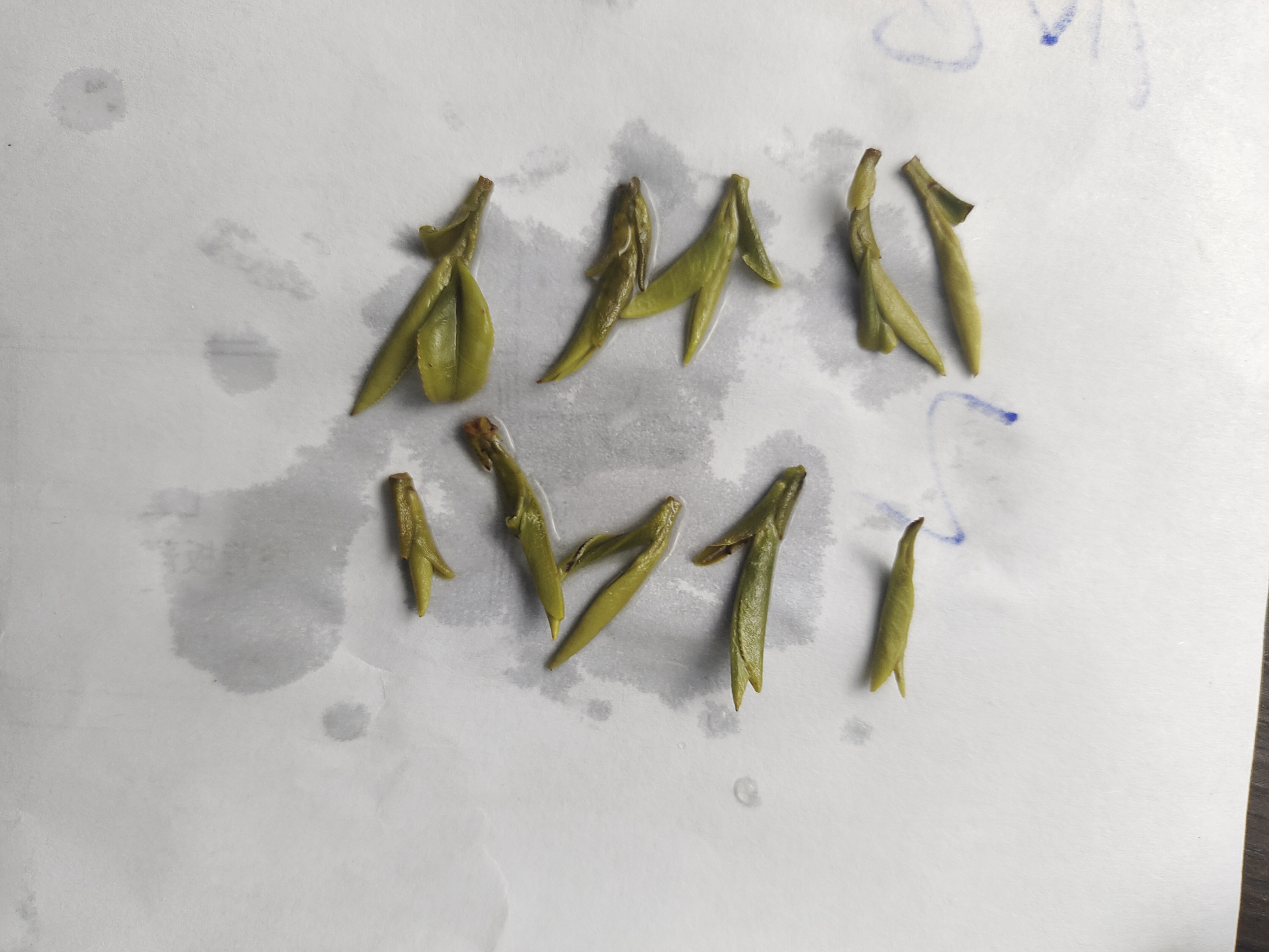 云雾茶  毛峰茶 绿茶 2022新茶上市