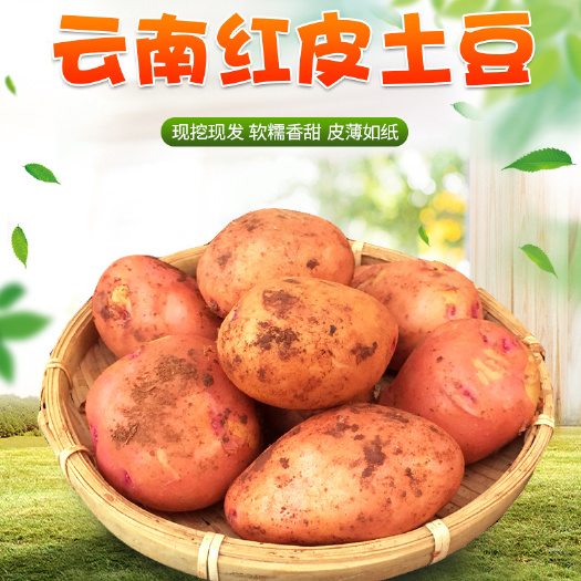 迷你土豆 云南红皮黄心粉糯小土豆农家自种新鲜蔬菜非富硒马铃薯