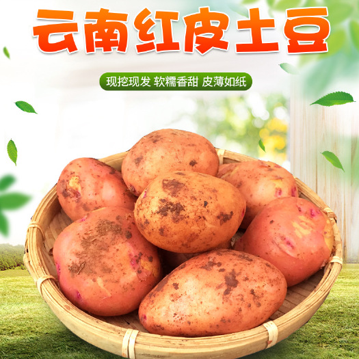 中山市迷你土豆 云南红皮黄心粉糯小土豆农家自种新鲜蔬菜非富硒马铃薯