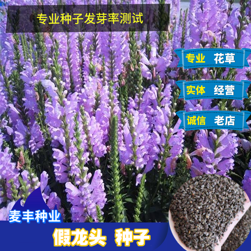 南京假龙头种子 冬季露地越冬花坛摄影 花境布置 绿化易种花卉