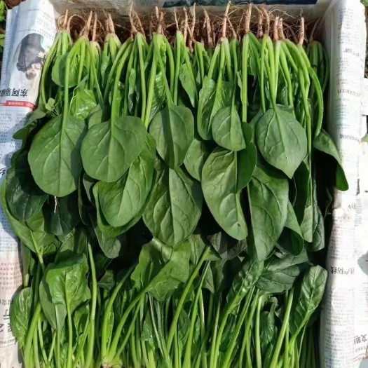 邯郸新品大叶菠菜  芹菜 菠菜 香菜 油麦 橄榄 西红柿大量上市
