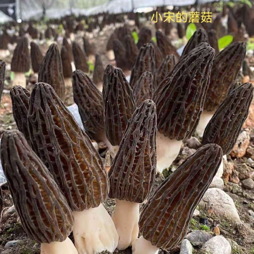 瓮安县食补药用 鲜货羊肚菌