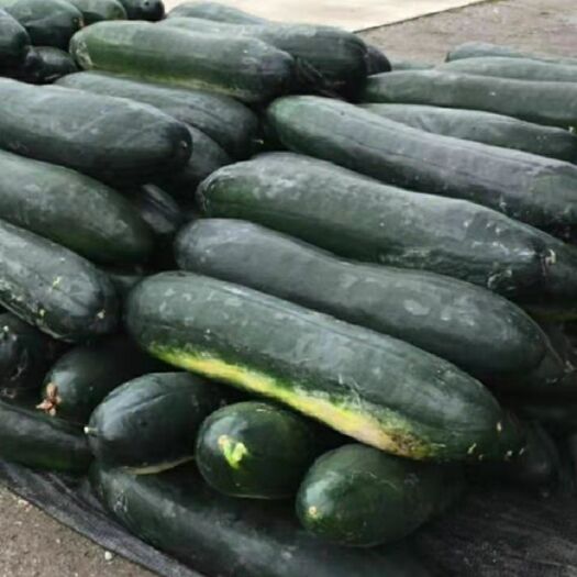 南宁黑皮冬瓜 大量冬瓜