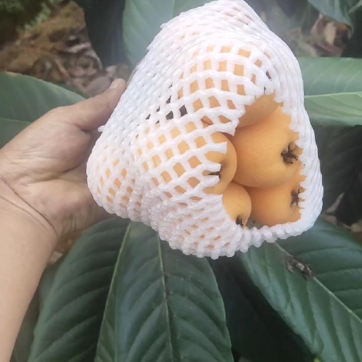 广南县广南枇杷