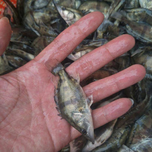 博罗县 桂鱼苗 桂苗 鳜鱼苗 翘嘴鳜 淡水鱼苗大量现货供应