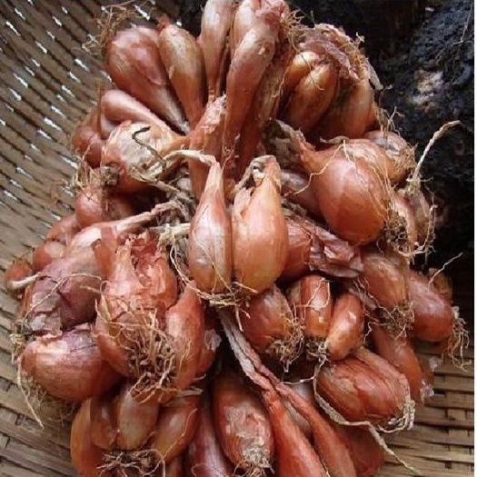 威远县 铁杆葱头
