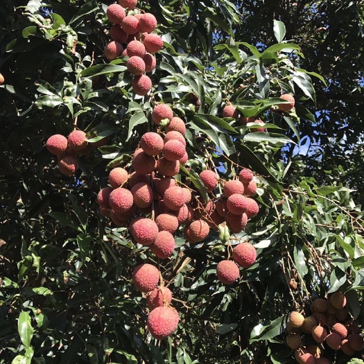 海口白糖罂荔枝 2022新鲜海南妃子笑荔枝现摘桂味白糖罂当季水果
