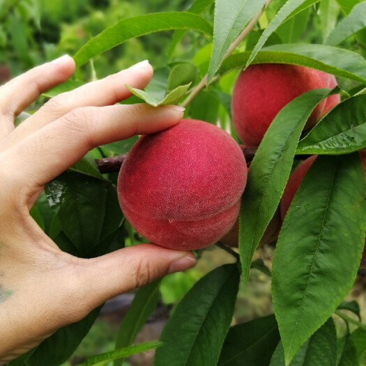 简阳市露天水蜜桃 四川简阳水蜜桃龙泉水蜜桃桃子脆桃【5月中旬发货】