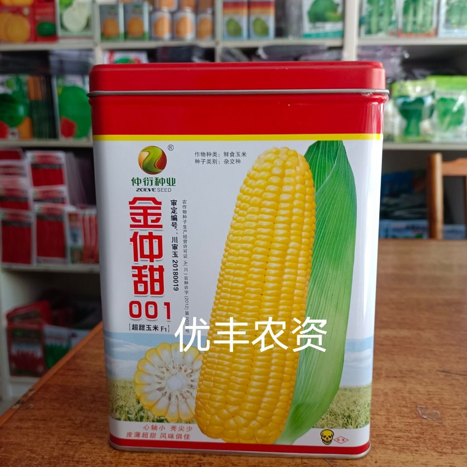 华容县甜玉米种子 金仲甜001超甜玉米F1水果玉米种子 心轴小秃尖少皮薄超甜风