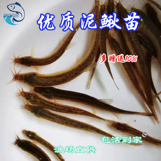 广州泥鳅苗 泥鳅鱼苗|泥鳅鱼苗|泥鳅水花