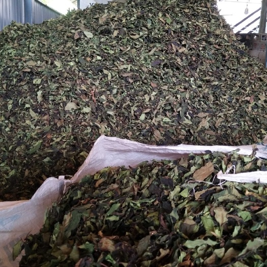 双江县 古树白茶香甜度   耐泡