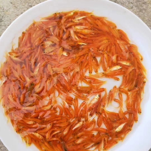 惠州红鲤鱼苗