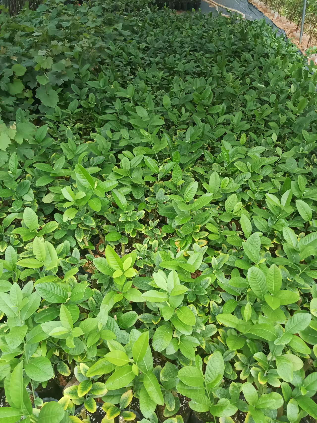  广东香水柠檬苗