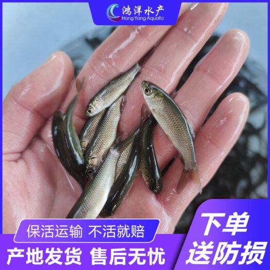 广州首批草鱼苗 抗病快大鲩鱼苗脆鲩鱼 草鱼水花产地批发