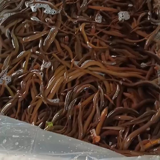 桃源县土货黄鳝苗，量不大，需提前预定。
