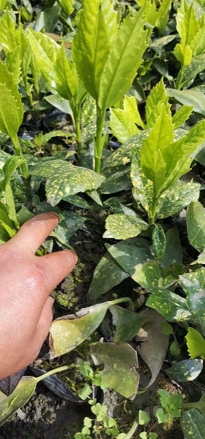 成都花叶珊瑚    洒金珊瑚，洒金