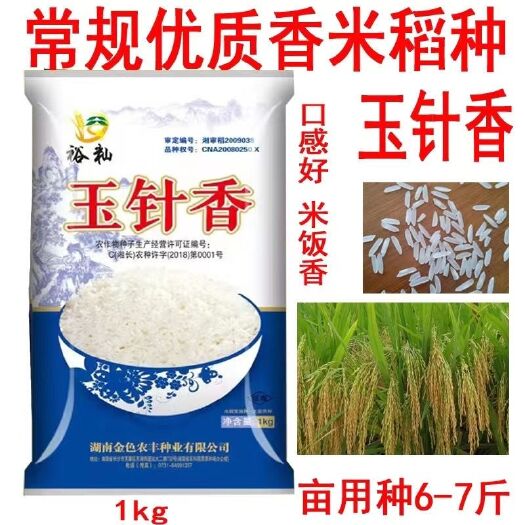 玉针香水稻种子 谷种优质香米稻种 玉针香 常规水稻种子晚稻种