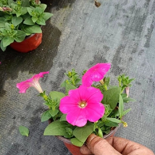 牵牛花 牵牛绿化工程基地批发