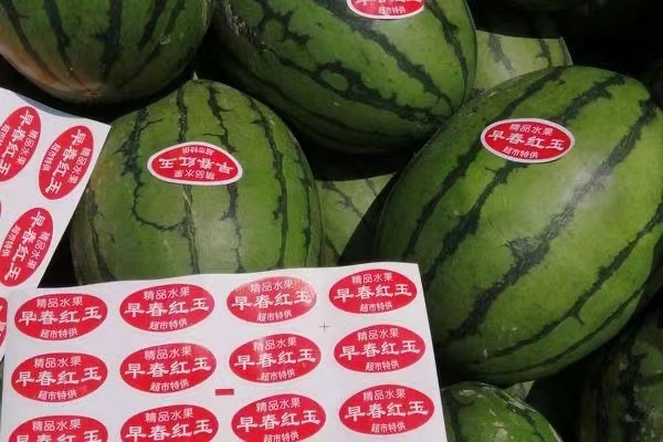 砀山县早春红玉西瓜 早春红玉