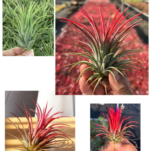 湛江空气凤梨1套4品种 4.5元包邮 桌面阳台无土绿植花卉