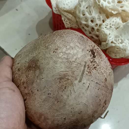 长宁县 长裙竹荪
