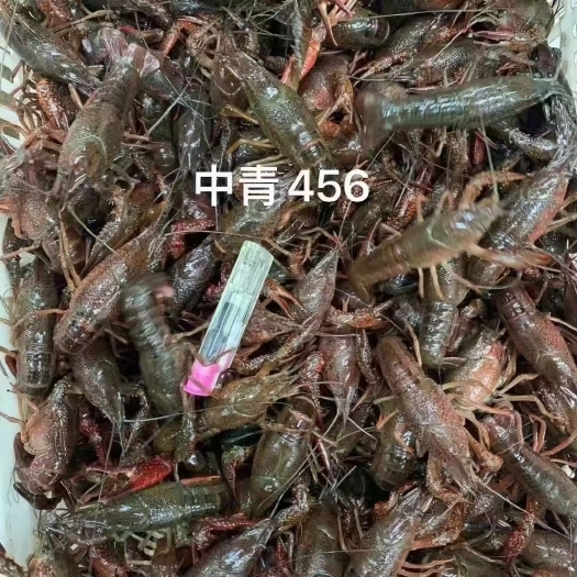 小龙虾中青456肉质饱满，包直达运费