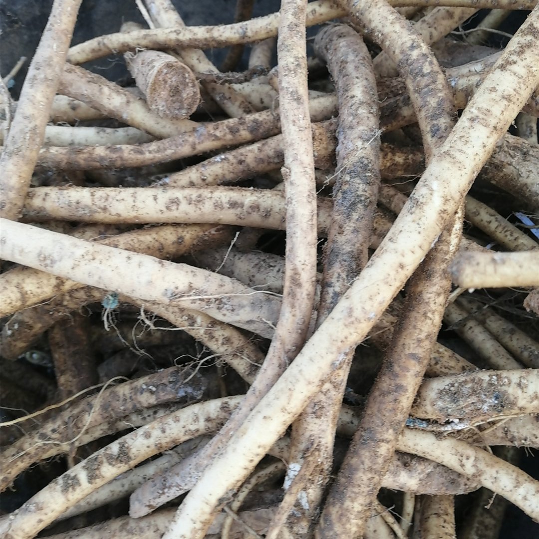 宿州 出售辣根种子30吨，新鲜种子装代直发。