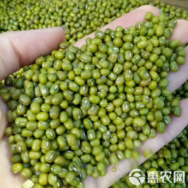 绿豆种子早熟耐高温养生五谷杂粮豆子种子春夏季种植
