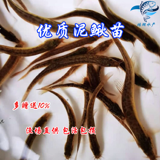 广州泥鳅苗 泥鳅 泥鳅水花 鲜活小泥鳅