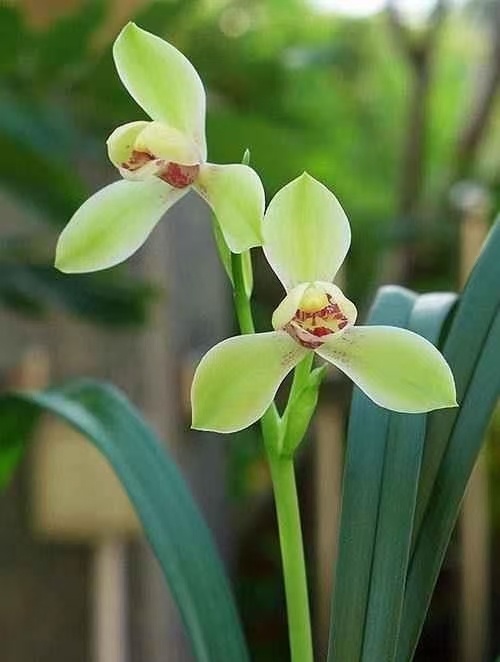 南靖县兰花苗 四季集圆 建兰精品荷仙夏带花苞原生老种室内绿植盆景