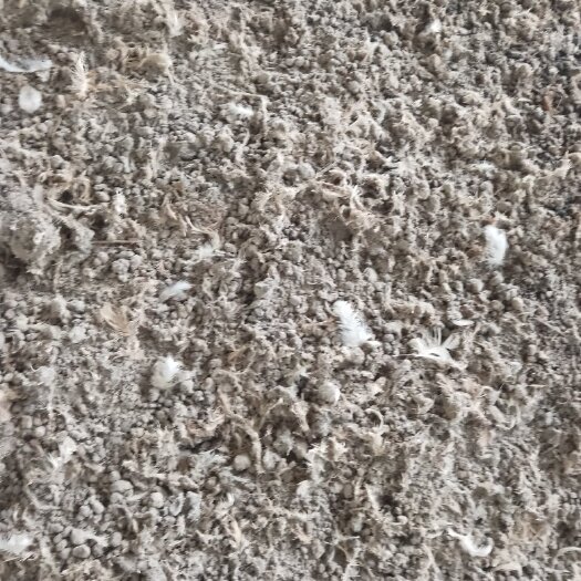 绵阳小鸡粪，青年鸡大型养殖场，烘干机鸡粪