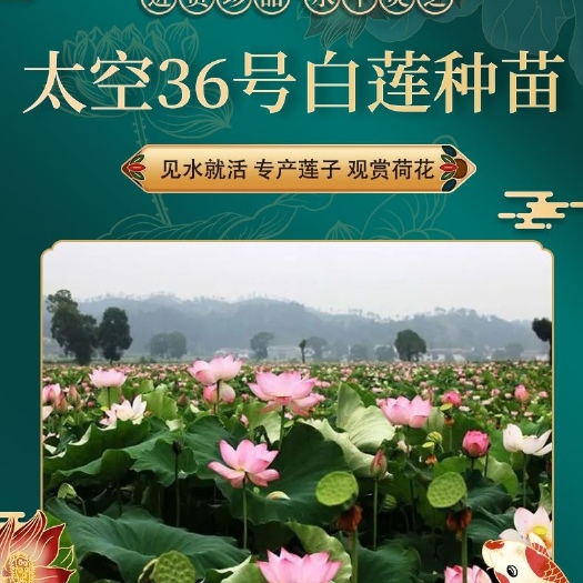 广昌县太空莲36号藕种  （热销）白莲种苗产区直销货源充足量大从优
