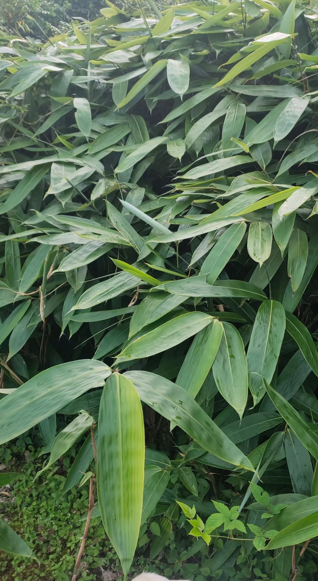 特大鲜粽叶，真空杀菌包装，一手货源，厂家直销。