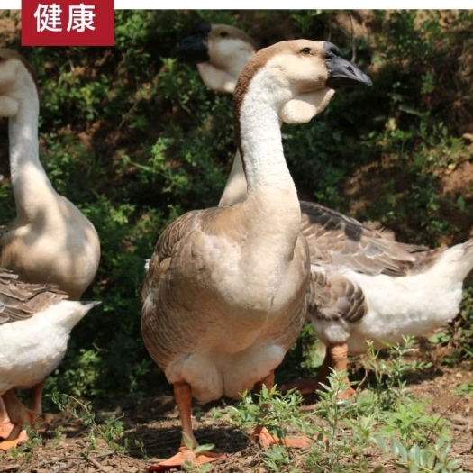 汕头狮头鹅苗 推荐狮头灰鹅苗大种鹅苗提供技术包疫苗三花鹅皖西鹅