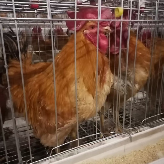 衡阳肉鸡苗良凤花鸡苗  K901鸡苗K九麻黄鸡长速快花麻大花鸡苗