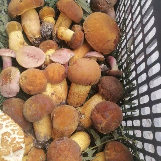 威宁县黄牛肝菌 贵州野生牛肝菌