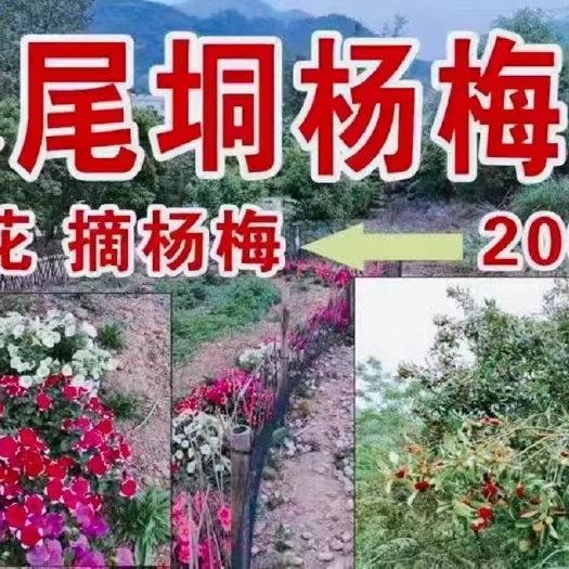 灵山县 有老板收购现摘杨梅的吗，地点广西灵山县石塘镇大化村