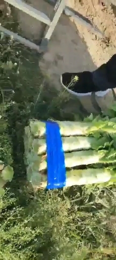 通许县三清莴笋