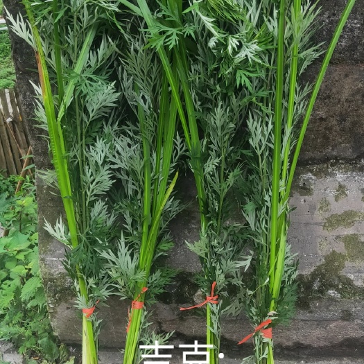 峨边县艾草 端午菖蒲艾草 分好包装 当天发货