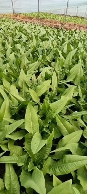 南通油麦菜  青油麦菜